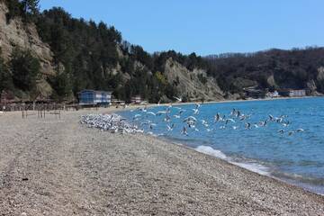 Фотографии Апартаменты Apartment Na Lidzava Beach г. Пицунда Гагрский район (Абхазия) №2 Фото Апартаменты Apartment Na Lidzava Beach г. Пицунда 2